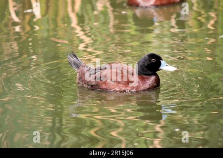 Die männliche Blauschnabel-Ente hat einen schwarzen Kopf, einen dunkelbraunen Körper und einen braunen Schirm. Während der Paarungszeit wird die Rechnung des Mannes hellblau werden und nachgeben Stockfoto