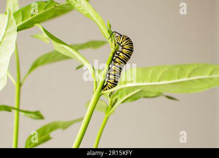 Monarch-Schmetterling-Raupe auf einem Milchkraut-Blatt. Gefährdete Monarch-Schmetterlinge zu Hause als Hobby züchten Stockfoto