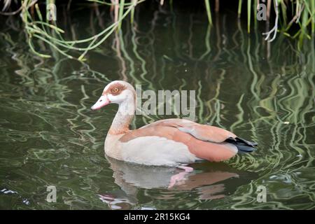 Ägyptische Gänse haben lange Hälse, lange rosa Beine, einen rosa Schirm und braune Augenflecken, die jedes Auge umschließen. Stockfoto