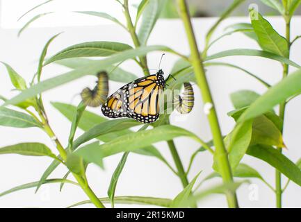 Der vom Aussterben bedrohte Monarch-Schmetterling ist gerade aus seinem Chrysalis auf einem Milchkraut aufgetaucht. Stockfoto