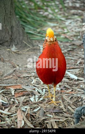 Der männliche Goldfasan hat eine sehr helle Farbe mit einer gelben Krone und einem unteren Rücken, dunklen Flügeln und einem oberen Hals, roten Unterteilen und einem langen feinen barr Stockfoto