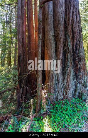 Das Sonnenlicht strömt durch die riesigen Redwoods an der Küste Kaliforniens im Redwoods-Nationalpark Stockfoto