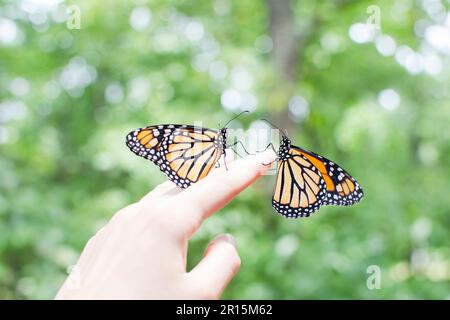 Zwei Monarch-Schmetterlinge auf einer Hand Stockfoto
