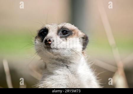 Erdmännchen hat ein buschiges, braun gestreiftes Fell, ein kleines, spitzes Gesicht und große Augen, die von dunklen Flecken umgeben sind Stockfoto