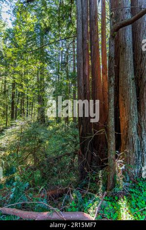 Das Sonnenlicht strömt durch die riesigen Redwoods an der Küste Kaliforniens im Redwoods-Nationalpark Stockfoto