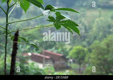 Nahaufnahme von Kassava-Blättern mit Morgentau, Reisfeldern und Haus im Hintergrund Stockfoto