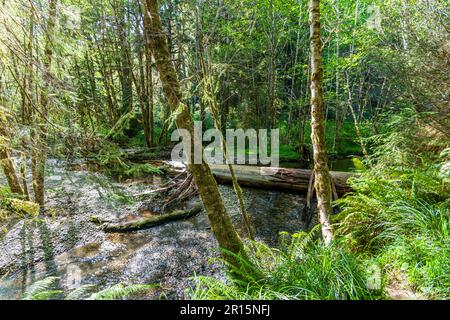 Das Sonnenlicht strömt durch die riesigen Redwoods an der Küste Kaliforniens im Redwoods-Nationalpark Stockfoto