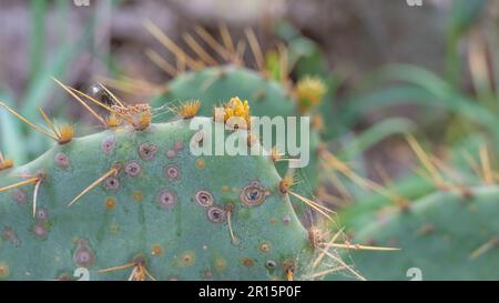 Verschlüsse der Wirbelsäulen eines Stachelbirnen-Kaktus, Opuntia engelmannii. Stockfoto