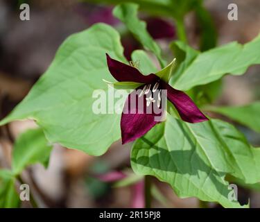 Ein rotes trillium, Trillium erectum, wächst in den wilden Adirondack Mountains, NY USA Wald mit einem Strichinsekt auf einem der Blütenblätter. Stockfoto