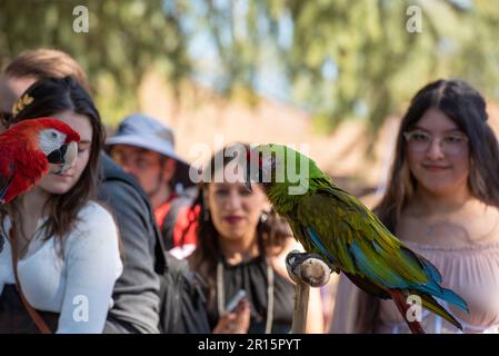 Folsom, Kalifornien, 24. September 2022. Rote und grüne Aras und die Öffentlichkeit auf der Folsom Renaissance Faire. A Stockfoto