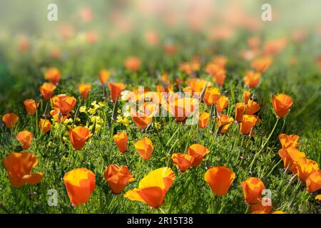 An einem Frühlingsnachmittag blühen orangefarbene kalifornische Mohnblüten. Stockfoto