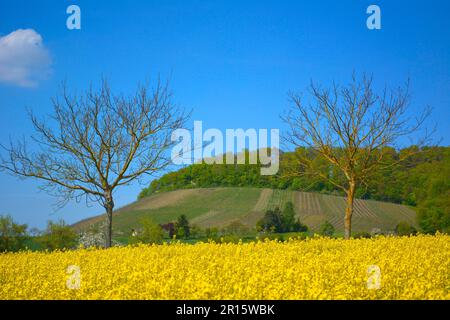 Maulbronn, Baden-Wuettenberg, Deutschland Stockfoto