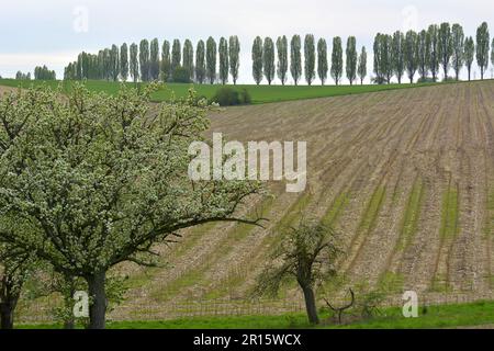 D, BW, in der Nähe des Bezirks Stupferich von Karlsruhe, Pappelstraße, Maisfeld, Blumenobst Stockfoto