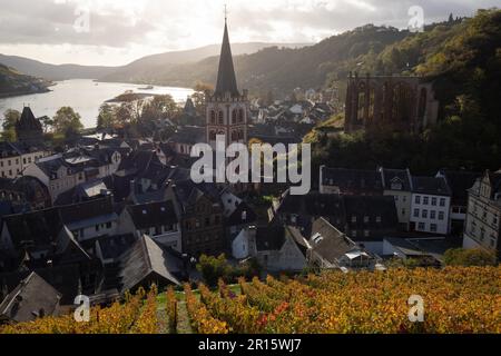 Weinberge im Herbst am Rhein, morgens mit Blick auf die Altstadt von Bacharach Stockfoto