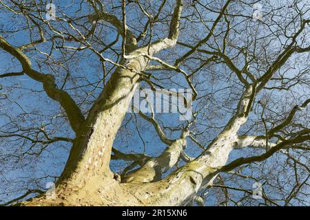 Blicken Sie nach oben auf die Baumkrone eines alten Ahornholzbaums Platanus acerifolia in einem Park Stockfoto