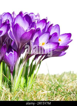 Eine Gruppe von isolierten lila Krokus Blumen auf der Wiese Stockfoto