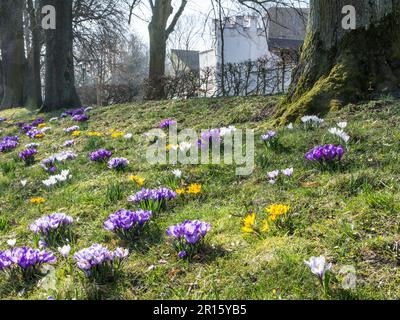 Park in Schrobenhausen (Bayern) mit vielen Frühlingsblumen, Schrobenhausen, Bayern, Deutschland Stockfoto