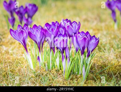 Frühling - eine Gruppe von lila Krokus Blumen auf der Wiese Stockfoto