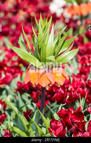 (Fritillaria imperialis) unter roten Tulpen Stockfoto