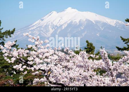 Kirschbäume und Mount Iwaki vom Hirosakijo Castle Park aus gesehen Stockfoto