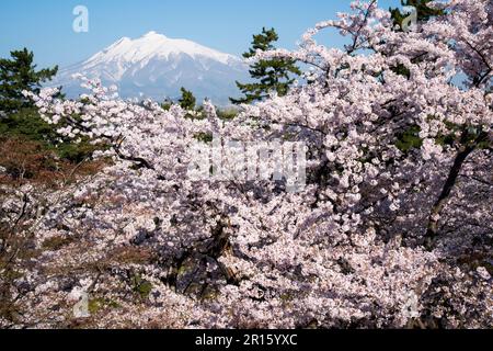 Kirschbäume und Mount Iwaki vom Hirosakijo Castle Park aus gesehen Stockfoto