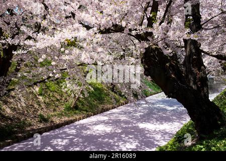 In der Burg Hirosakijo blühen Kirschblüter in voller Blüte entlang der Wassergräben und fallen wie ein Schneesturm Stockfoto