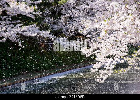 In der Burg Hirosakijo blühen Kirschblüter in voller Blüte entlang der Wassergräben und fallen wie ein Schneesturm Stockfoto