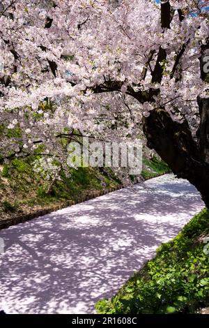 In der Burg Hirosakijo blühen Kirschblüter in voller Blüte entlang der Wassergräben und fallen wie ein Schneesturm Stockfoto