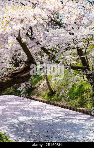 In der Burg Hirosakijo blühen Kirschblüter in voller Blüte entlang der Wassergräben und fallen wie ein Schneesturm Stockfoto