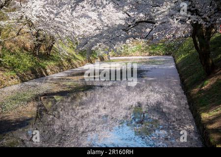 In der Burg Hirosakijo sind die Burggräben voller Blüten und Blumenflöße Stockfoto