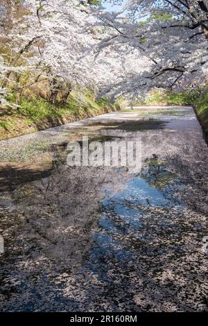 In der Burg Hirosakijo sind die Burggräben voller Blüten und Blumenflöße Stockfoto