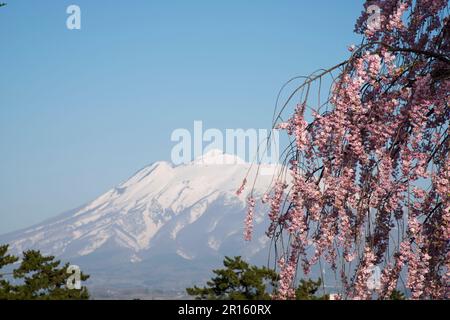 Shidare-Kirschbäume und Mount Iwaki vom Hirosakijo Castle Park aus gesehen Stockfoto