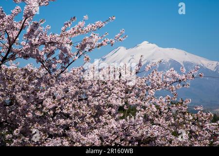 Kirschbäume und Mount Iwaki vom Hirosakijo Castle Park aus gesehen Stockfoto