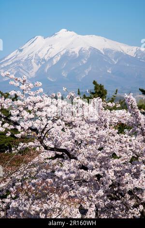 Kirschbäume und Mount Iwaki vom Hirosakijo Castle Park aus gesehen Stockfoto