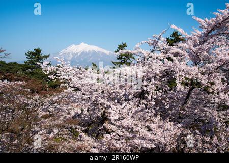 Kirschbäume und Mount Iwaki vom Hirosakijo Castle Park aus gesehen Stockfoto