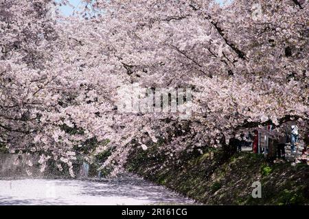 In der Burg Hirosakijo blühen Kirschblüter in voller Blüte entlang der Wassergräben und fallen wie ein Schneesturm Stockfoto