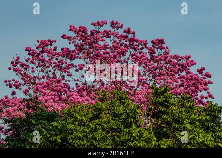 Blühende Blumen, botanische Gärten von Kisantu, Kisantu, DR Kongo Stockfoto