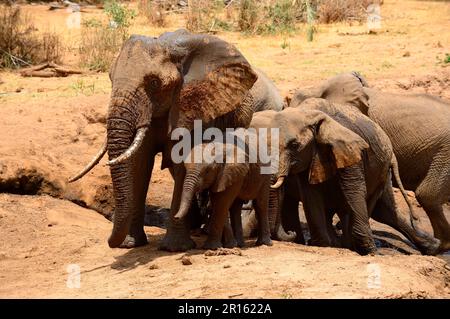 Afrikanischer Elefant (Loxodonta africana), Familie mit Schlammbad, Samburu National Reserve, Kenia, Afrika Stockfoto