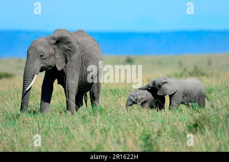 afrikanische Elefantenfrau (Loxodonta africana) weidet mit ihrem jungen Kalb und spielt mit einem anderen Kalb derselben Familie, Masai Mara National Stockfoto