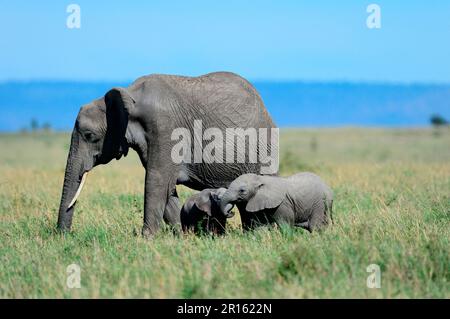 afrikanische Elefantenfrau (Loxodonta africana) weidet mit ihrem jungen Kalb und spielt mit einem anderen Kalb derselben Familie, Masai Mara National Stockfoto