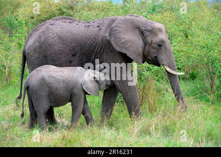 Afrikanischer Elefant (Loxodonta africana) Kalb, das von der Mutter gesäugt wird, Masai Mara National Reserve, Kenia, Afrika Stockfoto