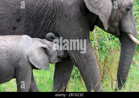 Afrikanischer Elefant (Loxodonta africana) Kalb, das von der Mutter gesäugt wird, Masai Mara National Reserve, Kenia, Afrika Stockfoto