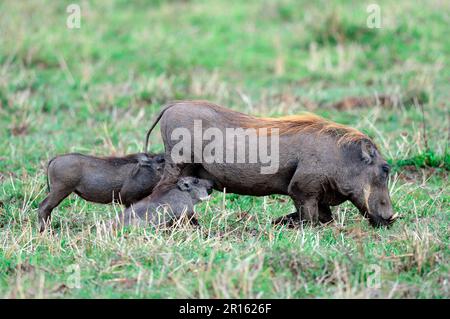 Säugetiere von Warzenschweinen (Phaecochoerus aethiopicus/Phacochoerus aethiopicus) Masai Mara National Reserve, Oktober, Kenia Stockfoto