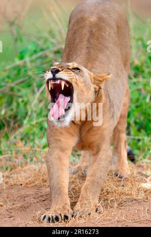 Löwin (Panthera leo), die Samburu Reserve, Oktober, Kenia Stockfoto