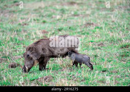 Warthog Ferkel, das von seiner Mutter absaugt (Phaecochoerus aethiopicus/Phacochoerus aethiopicus) Masai Mara National Reserve, Oktober, Kenia Stockfoto