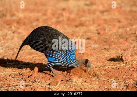 Vulturine Guineafowl (Acryllium vulturinum) Samburu National Reserve, Kenia, Afrika Stockfoto