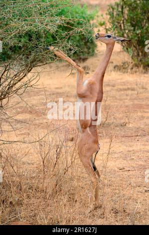 Gerenuk (Litocranius walleri) steht auf Hinterbeinen und durchstöbert Akazien, Samburu National Reserve, Oktober, Kenia Stockfoto