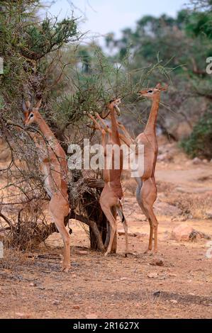 Gerenuk (Litocranius walleri) Gruppe mit männlichen und weiblichen Tieren, die auf Hinterbeinen auf Akazienbäumen grasen, Samburu National Reserve, Oktober, Kenia Stockfoto