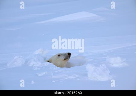 Weibliche Eisbären (Ursus maritimus), die im März aus dem Eingang zu ihrer Höhle schauen, Wapusk-Nationalpark, Churchill, Manitoba, Kanada Stockfoto