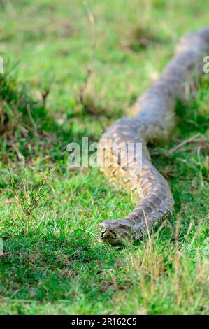 Afrikanische Felspython (Python sebae), Masai Mara National Reserve, Kenia, Afrika Stockfoto